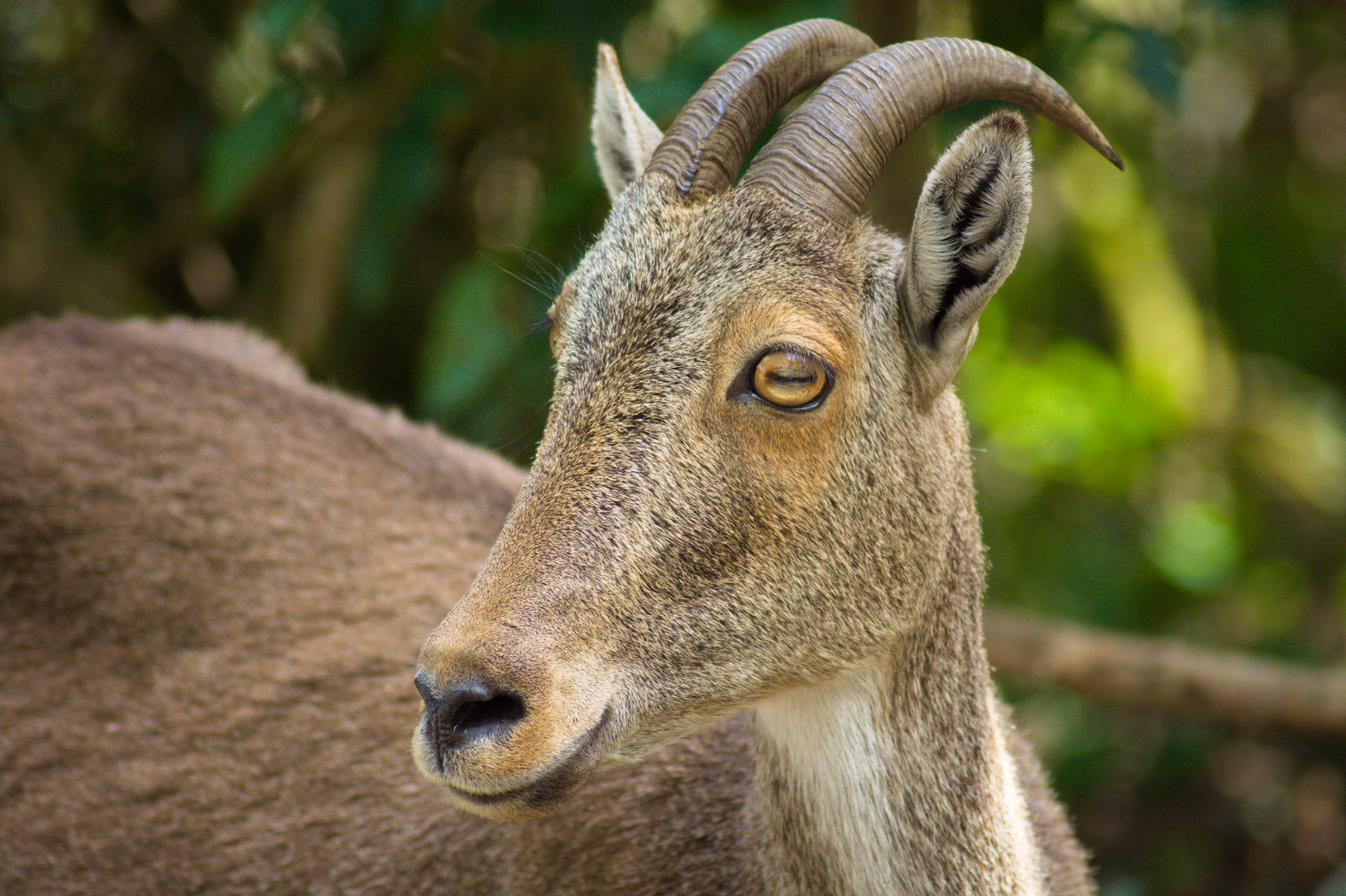 A Nilgiri tahr, the endangered mountain goat endemic to the Nilgiri Hills